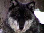 Nira, now the Pack's beta male, taken 2/23/2003 (c) Marty Huth